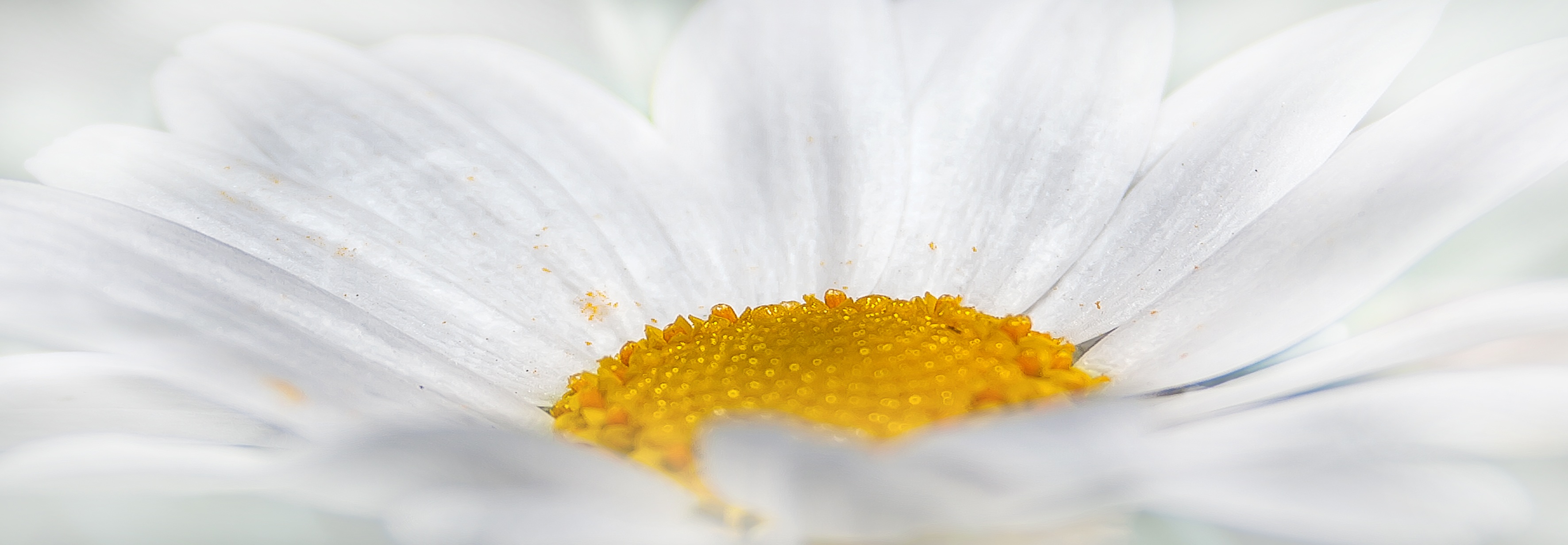 chrysanthemum-white-flower-yellow-38285